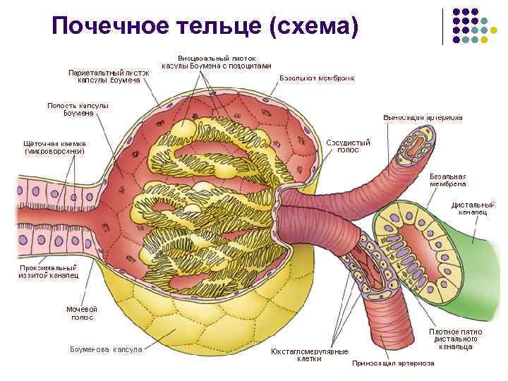 Почечное тельце (схема) 