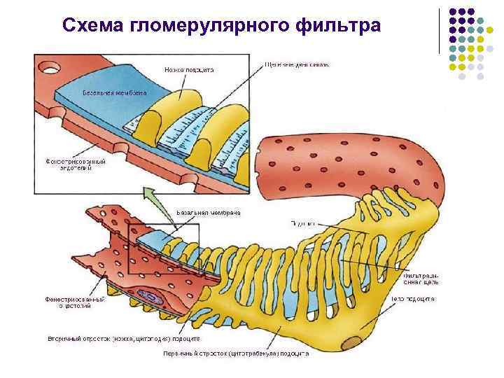 Схема гломерулярного фильтра 