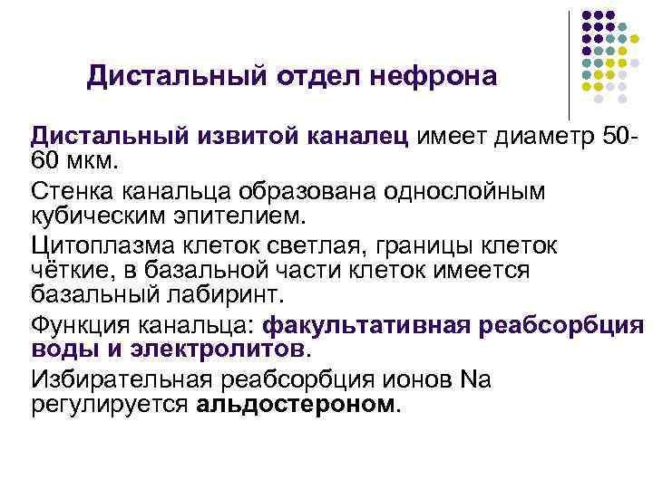 Дистальный отдел нефрона Дистальный извитой каналец имеет диаметр 5060 мкм. Стенка канальца образована однослойным