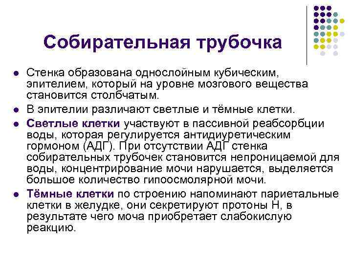 Собирательная трубочка l l Стенка образована однослойным кубическим, эпителием, который на уровне мозгового вещества