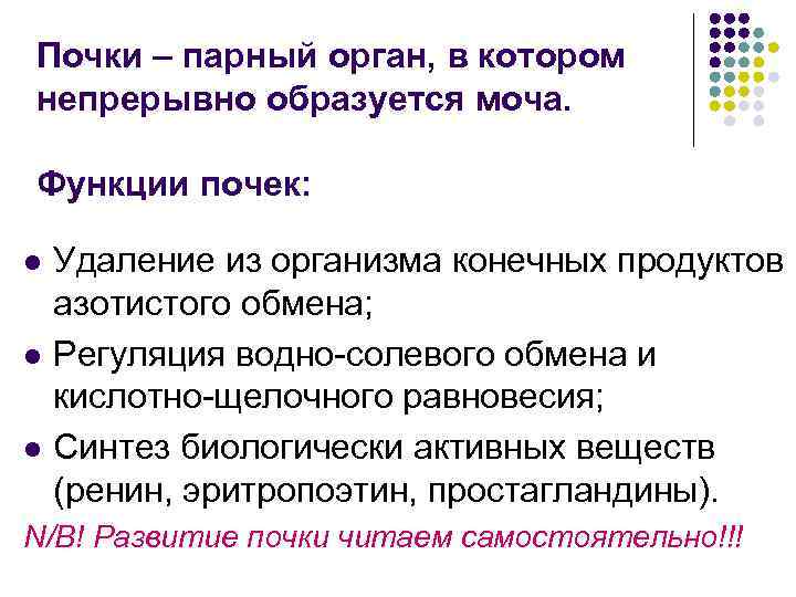 Почки – парный орган, в котором непрерывно образуется моча. Функции почек: l l l