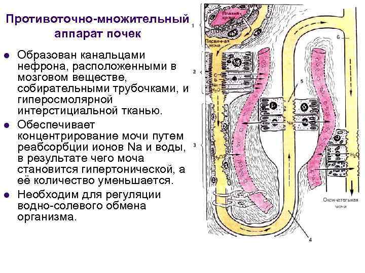 Схема противоточно множительной системы