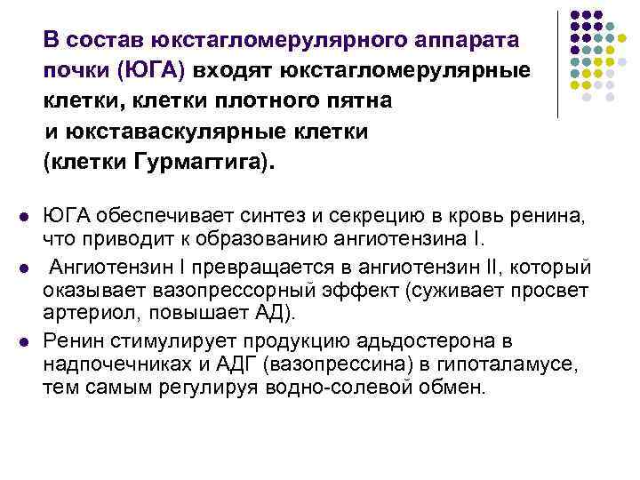 В состав юкстагломерулярного аппарата почки (ЮГА) входят юкстагломерулярные клетки, клетки плотного пятна и юкставаскулярные