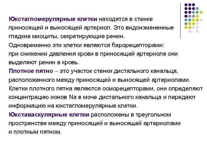 Юкстагломерулярные клетки находятся в стенке приносящей и выносящей артериол. Это видоизмененные гладкие миоциты, секретирующие