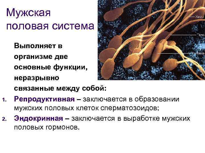 Мужская половая система 1. 2. Выполняет в организме две основные функции, неразрывно связанные между
