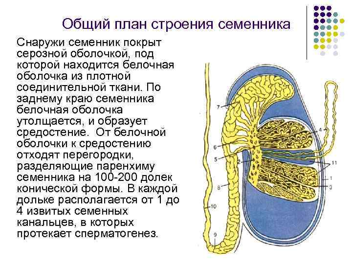 В состав какого органа входит изображенное на рисунке анатомическое образование