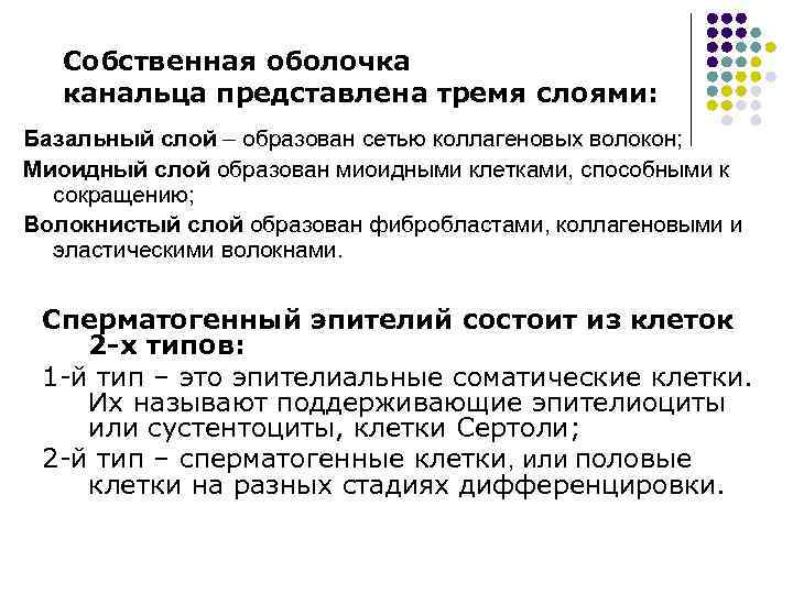 Собственная оболочка канальца представлена тремя слоями: Базальный слой – образован сетью коллагеновых волокон; Миоидный