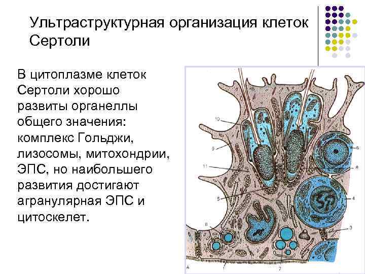 Ультраструктурная организация клеток Сертоли В цитоплазме клеток Сертоли хорошо развиты органеллы общего значения: комплекс