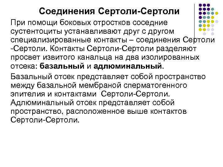 Соединения Сертоли-Сертоли При помощи боковых отростков соседние сустентоциты устанавливают друг с другом специализированные контакты