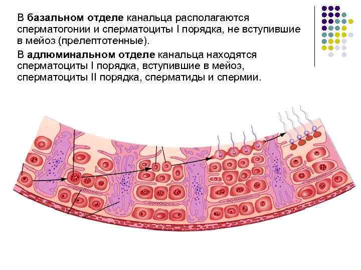 В базальном отделе канальца располагаются сперматогонии и сперматоциты I порядка, не вступившие в мейоз