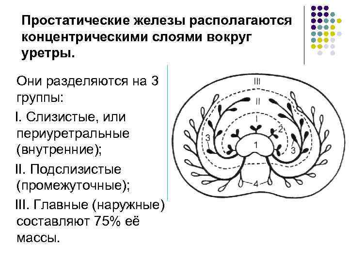 Простатические железы располагаются концентрическими слоями вокруг уретры. Они разделяются на 3 группы: I. Слизистые,