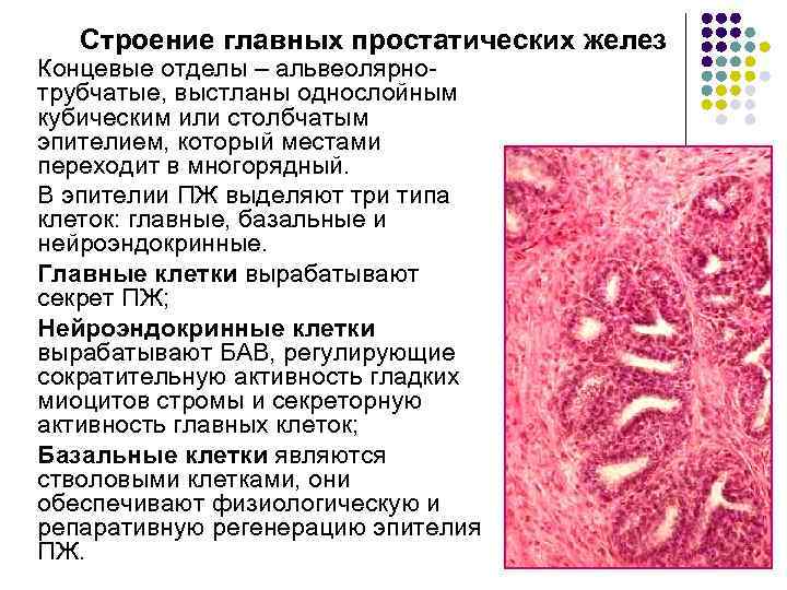 Строение главных простатических желез Концевые отделы – альвеолярнотрубчатые, выстланы однослойным кубическим или столбчатым эпителием,