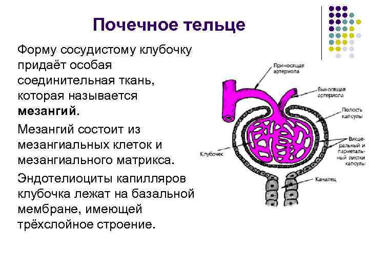 Капиллярный клубочек входит в состав ответ