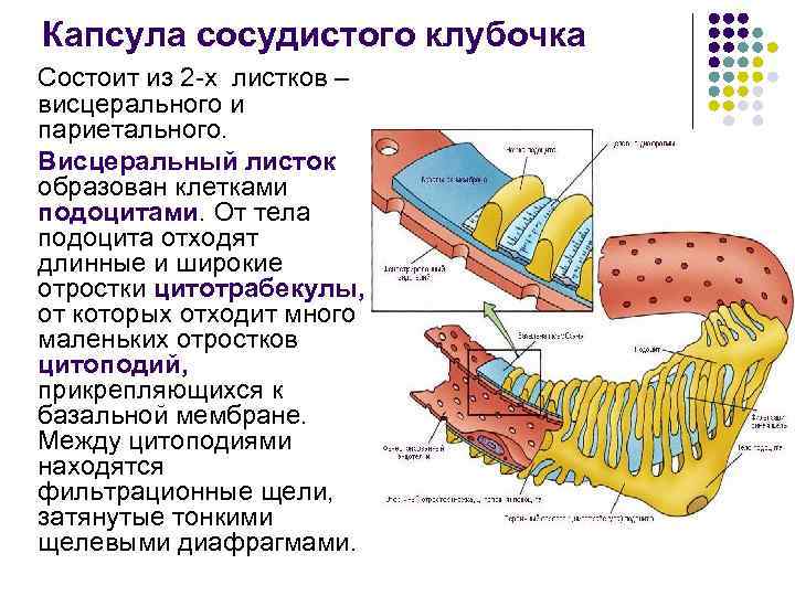 Капсула сосудистого клубочка Состоит из 2 -х листков – висцерального и париетального. Висцеральный листок