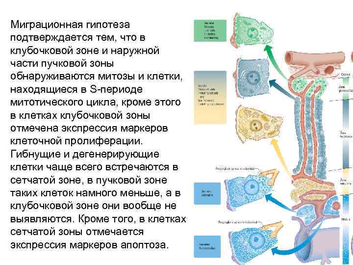 Миграционная гипотеза подтверждается тем, что в клубочковой зоне и наружной части пучковой зоны обнаруживаются