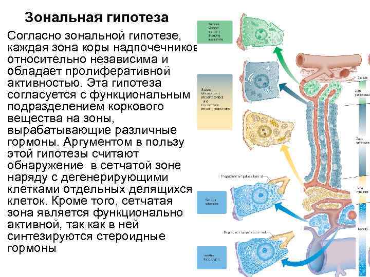 Зональная гипотеза Согласно зональной гипотезе, каждая зона коры надпочечников относительно независима и обладает пролиферативной