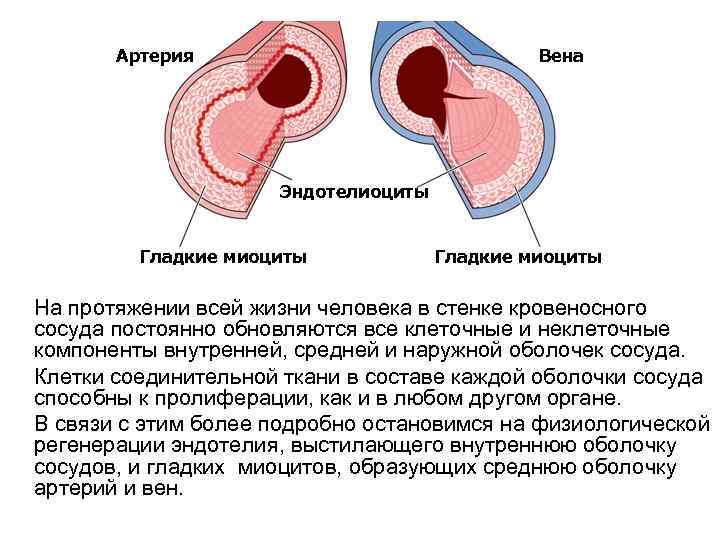 Артерия Вена Эндотелиоциты Гладкие миоциты На протяжении всей жизни человека в стенке кровеносного сосуда
