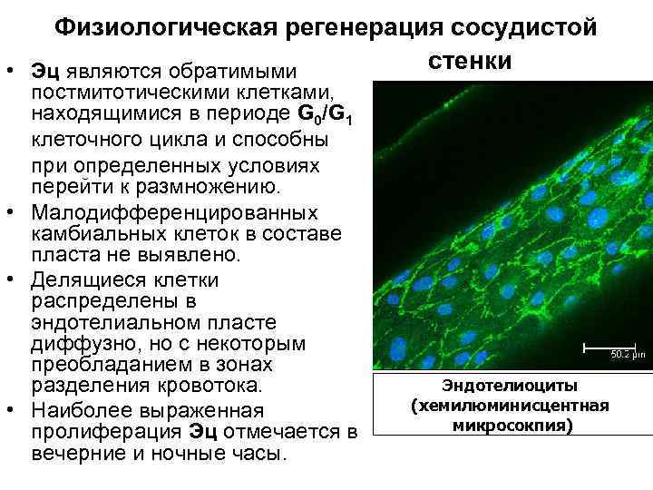 Клеточные источники. Физиологическая регенерация. Клетки физиологической регенерации. Регенерация органов эндокринной системы. Физиологическая регенерация фото.