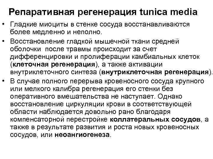 Репаративная регенерация tunica media • Гладкие миоциты в стенке сосуда восстанавливаются более медленно и