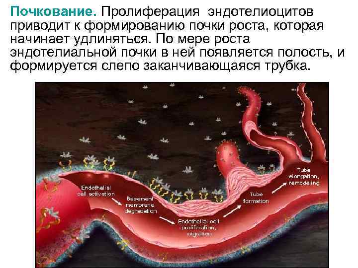 Пролиферация эндометрия. Пролиферация эндотелиоцитов. Пролиферация и регенерация. Пролиферация эндотелия. Пролиферация у органов.