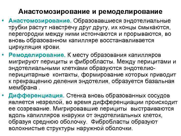 Анастомозирование и ремоделирование • Анастомозирование. Образовавшиеся эндотелиальные трубки растут навстречу другу, их концы смыкаются,
