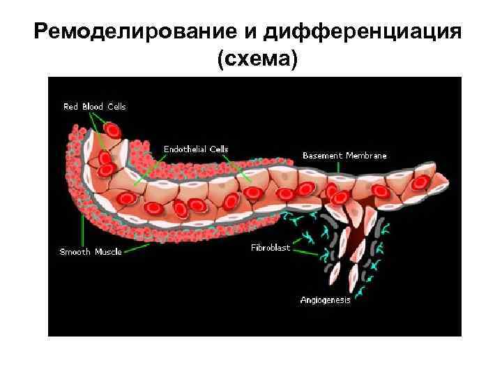 Ремоделирование и дифференциация (схема) 