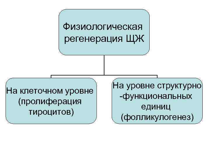 Физиологическая регенерация ЩЖ На клеточном уровне (пролиферация тироцитов) На уровне структурно -функциональных единиц (фолликулогенез)