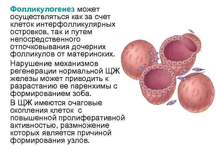 Фолликулогенез может осуществляться как за счет клеток интерфолликулярных островков, так и путем непосредственного отпочковывания