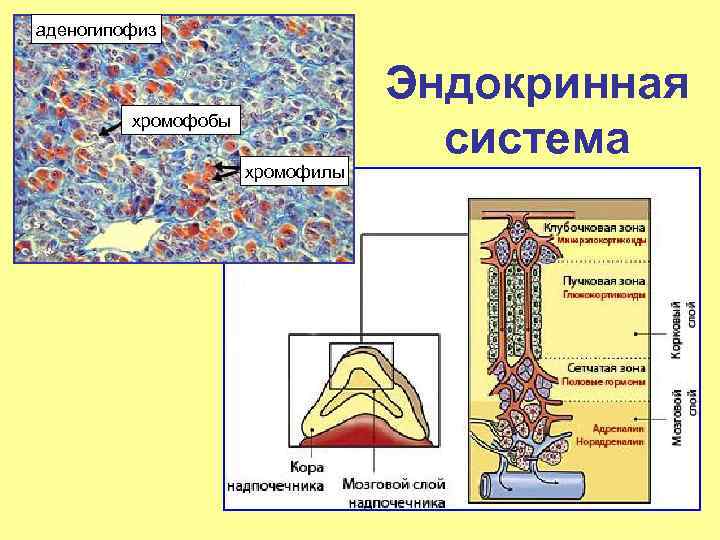 Интеллект карта эндокринная система