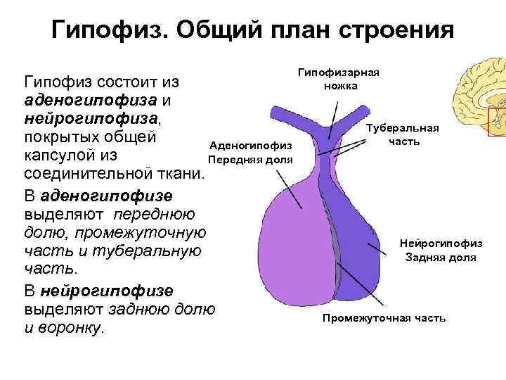 Аденогипофиз