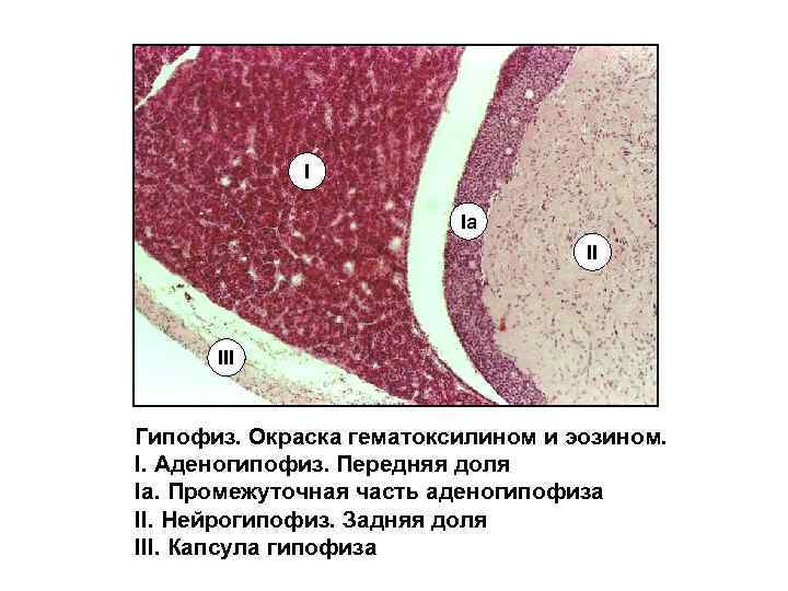 Гипофиз гистология рисунок