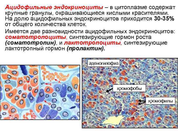 Ацидофильные эндокриноциты – в цитоплазме содержат крупные гранулы, окрашивающиеся кислыми красителями. На долю ацидофильных
