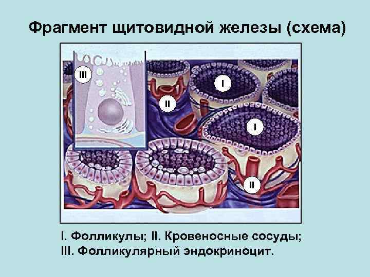 Фрагмент щитовидной железы (схема) III I. Фолликулы; II. Кровеносные сосуды; III. Фолликулярный эндокриноцит. 