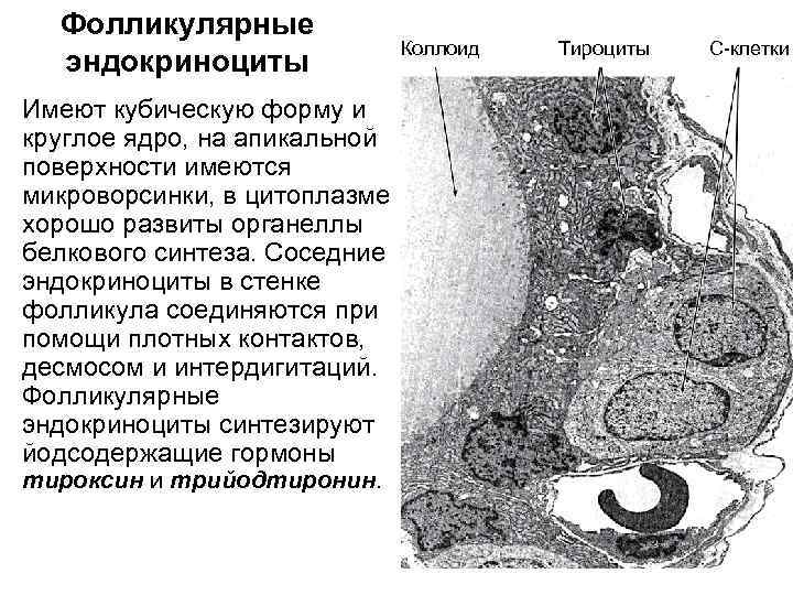Фолликулярные эндокриноциты Имеют кубическую форму и круглое ядро, на апикальной поверхности имеются микроворсинки, в
