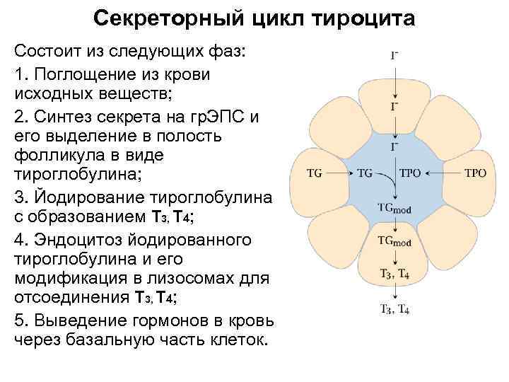 Цикл железа. Особенности секреторного цикла в тироцитах. Секреторный цикл щитовидной железы. Фазы секреторного цикла щитовидной железы. Стадии секреторного цикла гистология.