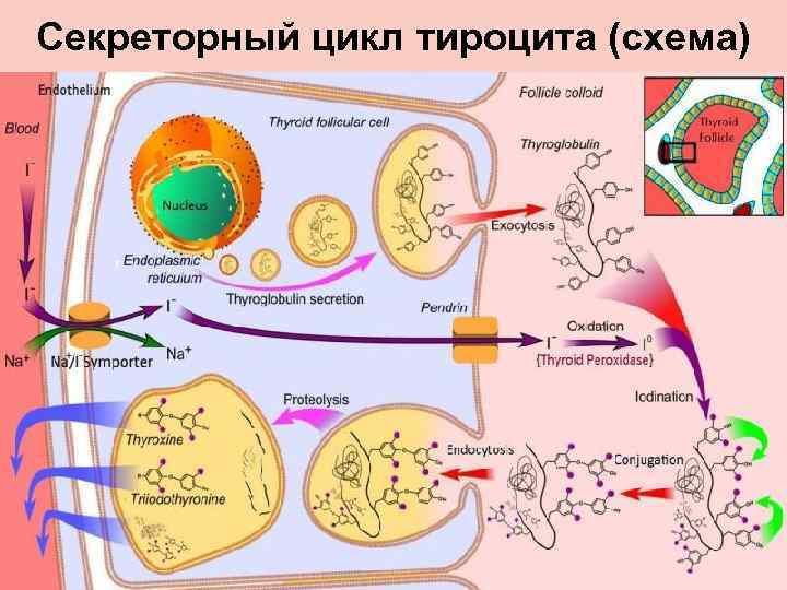 Секреторный цикл тироцита (схема) 