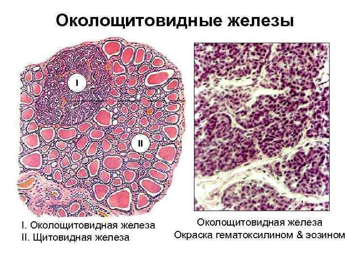 Щитовидная железа гистология. Околощитовидная железа строение гистология. Строение паращитовидной железы гистология. Околощитовидная железа гистология препарат. Паращитовидная железа гистология препарат.