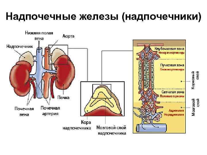 Гормоны надпочечной железы