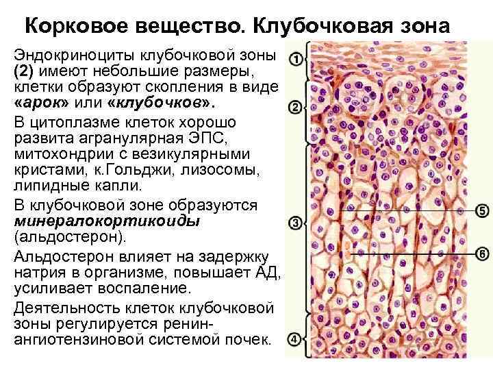 Корковое вещество. Клубочковая зона Эндокриноциты клубочковой зоны (2) имеют небольшие размеры, клетки образуют скопления