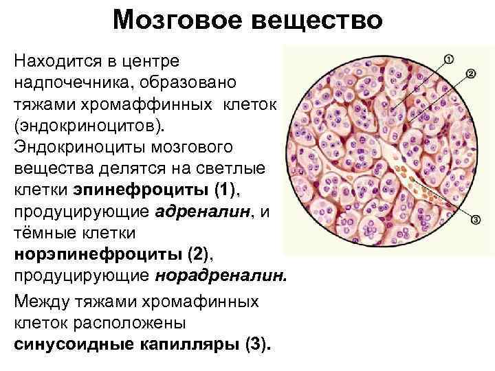 Функции мозгового вещества почки