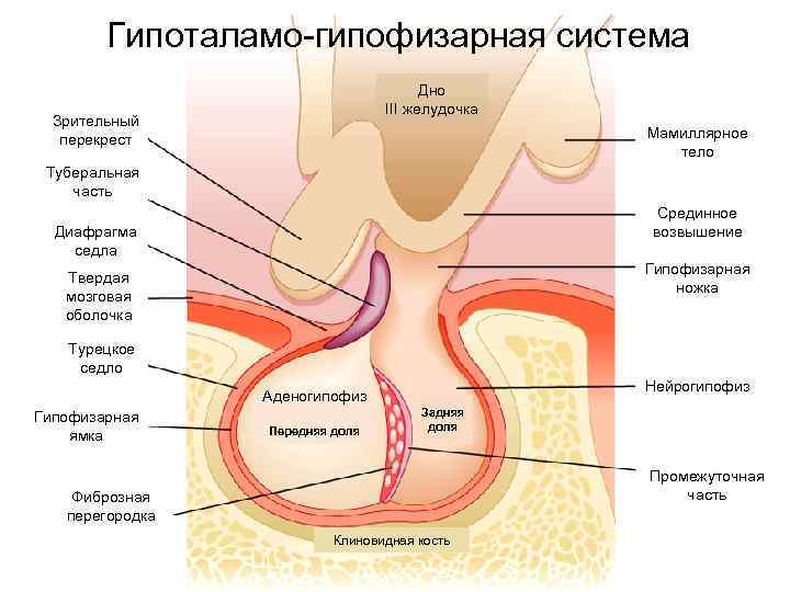 Супраселлярная цистерна пролабирует в полость