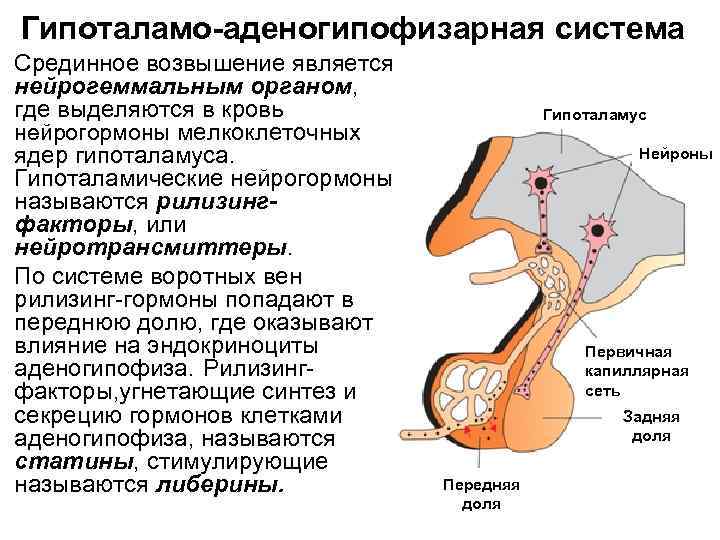 Гормоны аденогипофиза