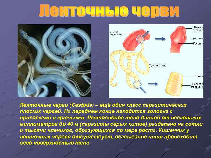 Группы организмов черви