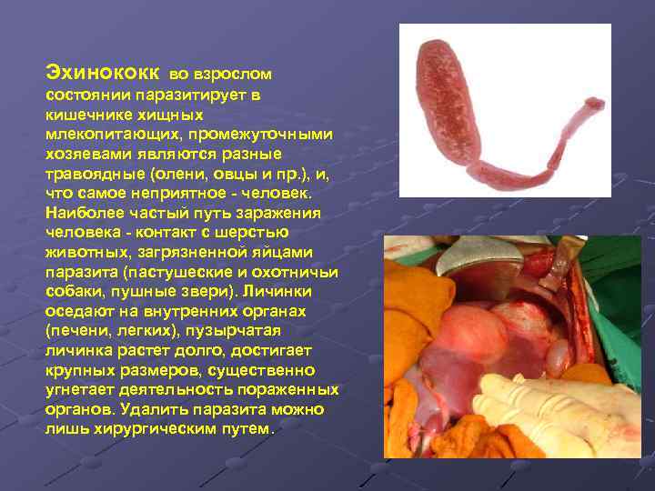 Эхинококк во взрослом состоянии паразитирует в кишечнике хищных млекопитающих, промежуточными хозяевами являются разные травоядные