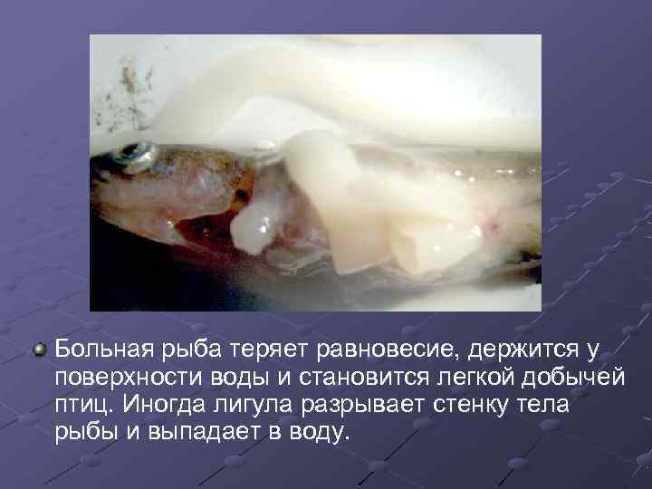 Больная рыба теряет равновесие, держится у поверхности воды и становится легкой добычей птиц. Иногда