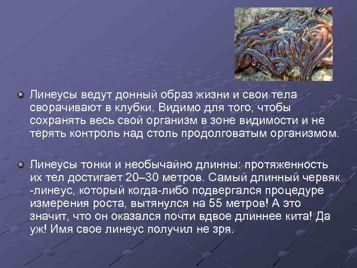 Линеусы ведут донный образ жизни и свои тела сворачивают в клубки. Видимо для того,