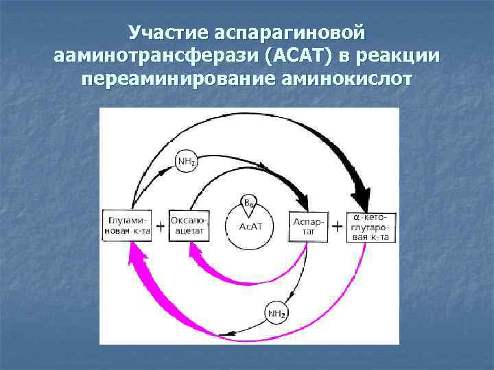 Участие аспарагиновой ааминотрансферази (АСАТ) в реакции переаминирование аминокислот 