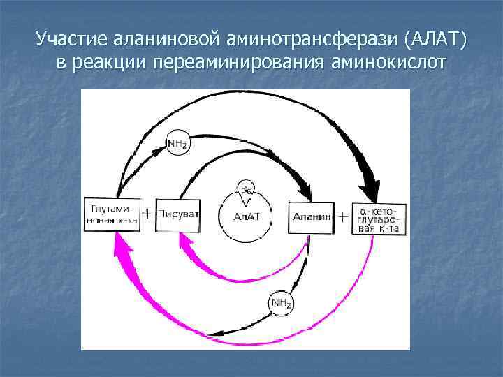 Участие аланиновой аминотрансферази (АЛАТ) в реакции переаминирования аминокислот 