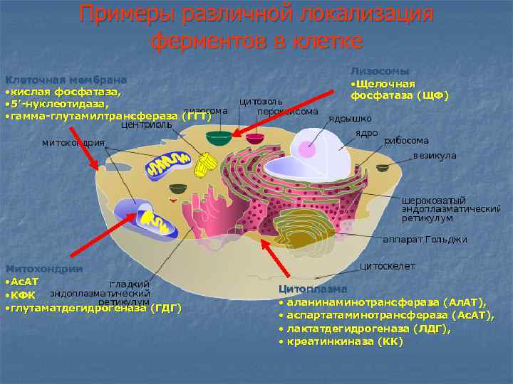 Примеры различной локализация ферментов в клетке Клеточная мембрана • кислая фосфатаза, • 5’-нуклеотидаза, •