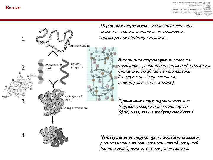 Белки Первичная структура – последовательность аминокислотных остатков и положение дисульфидных (–S–S–) мостиков Вторичная структура